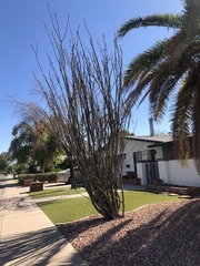 Fouquieria splendens