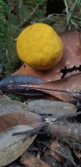 Scleroderma sinnamariense