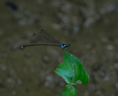 Coeliccia bimaculata
