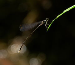 Coeliccia bimaculata