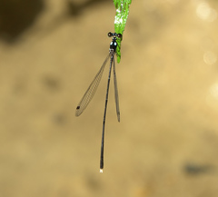 Coeliccia bimaculata
