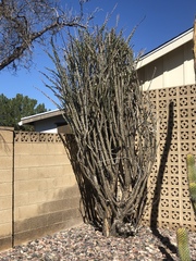 Fouquieria splendens