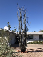 Fouquieria splendens