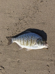 Amphistichus argenteus