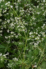Galium pseudorivale