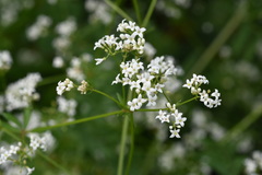 Galium pseudorivale