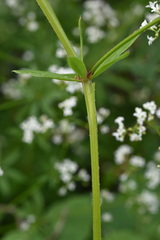 Galium pseudorivale