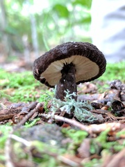 Lactarius lignyotellus