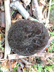 Lactarius lignyotellus