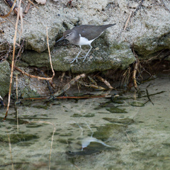 Actitis hypoleucos