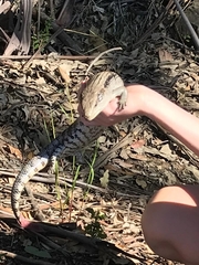 Tiliqua