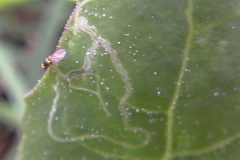 Liriomyza chenopodii