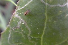 Liriomyza chenopodii