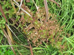 Rumex sagittatus