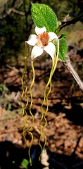 Strophanthus kombe