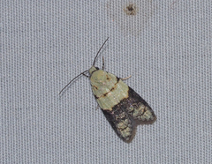 Tracholena sulfurosa