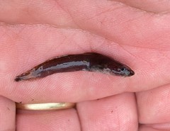 Noturus leptacanthus