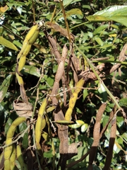 Tadehagi triquetrum