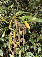 Tadehagi triquetrum