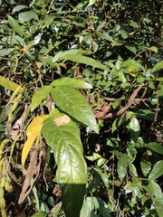 Tadehagi triquetrum