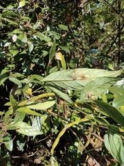 Tadehagi triquetrum