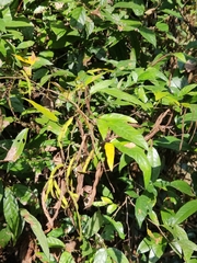 Tadehagi triquetrum