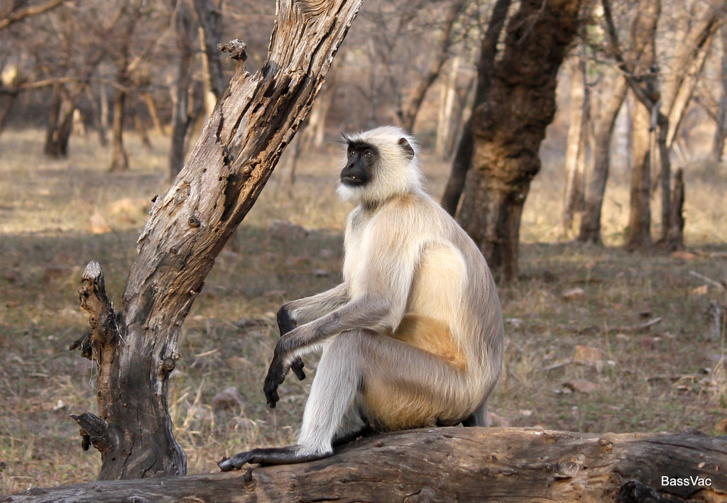 Bengal Sacred Langur (Semnopithecus entellus)