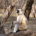 Northern Plains Grey Langur - Photo (c) gillbsydney, some rights reserved (CC BY-NC), uploaded by gillbsydney