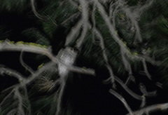 Psiloscops flammeolus