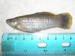 Poecilia mexicana