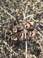 Ceanothus megacarpus megacarpus
