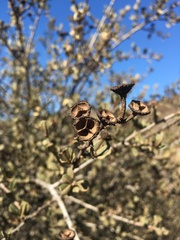 Ceanothus megacarpus megacarpus