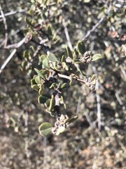 Ceanothus megacarpus megacarpus