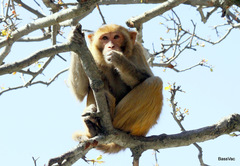 Macaca mulatta