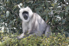 Semnopithecus schistaceus