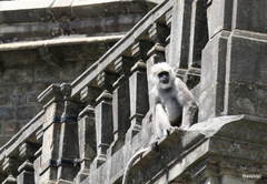 Semnopithecus schistaceus