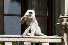 Semnopithecus schistaceus