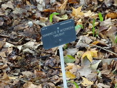 Hamamelis × intermedia