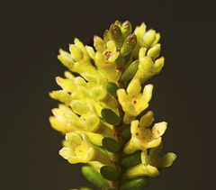 Micromyrtus littoralis