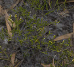 Micromyrtus littoralis
