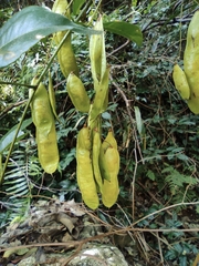 Wisteriopsis reticulata