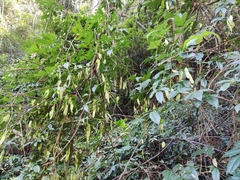 Wisteriopsis reticulata