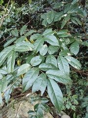 Wisteriopsis reticulata