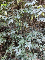 Wisteriopsis reticulata