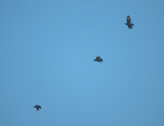 Ampeliceps coronatus