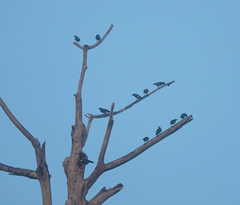 Ampeliceps coronatus