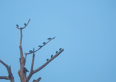 Ampeliceps coronatus