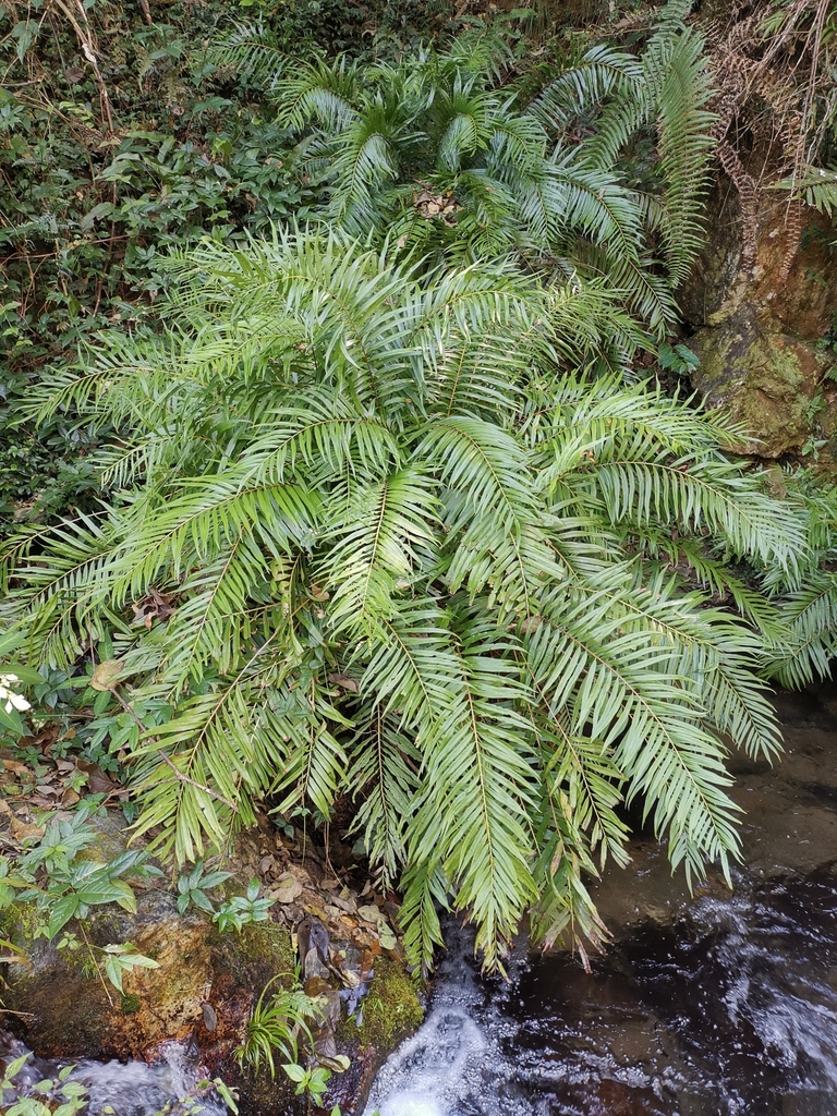 Osmunda vachellii