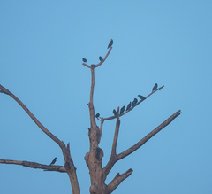 Ampeliceps coronatus