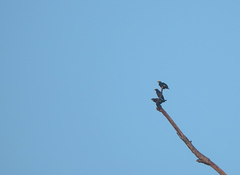 Ampeliceps coronatus